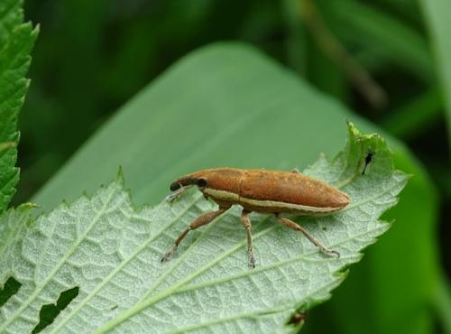 Réf. 232 668 : Lixus sp.